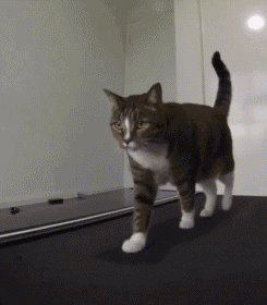 世界上最会玩滑板的喵星人,人类看了惭愧得分分钟想砸