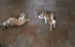 当初不信邪的狗子如今都后悔了