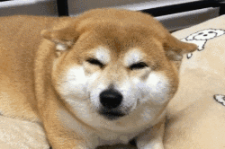 柴犬不仅以表情包著称,还有它的飞机耳!