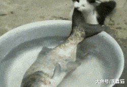 年年有鱼不光对人类来说是吉祥话, 也是喵星人们美好