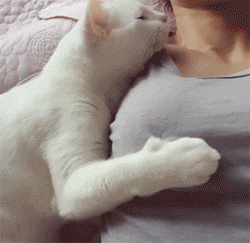 此猫片可能会引起不适,请谨慎观看