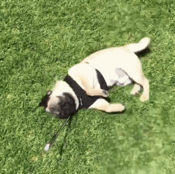 愁云满面的外表下藏着一颗欢乐的心,原产自中国的巴哥