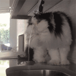 250_250 gif 动态图 动图