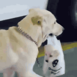 一梦谈狗:拉布拉多的这些性格,足够成为让你爱上它的