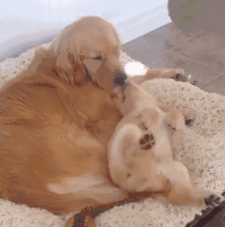 狗麻麻带起娃来,差别怎么这么大,狗宝宝投胎也是技术活啊