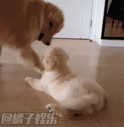 狗子:身边总有一个粘人的小妖精