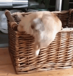 柯基这两双小短腿儿真是没救了,笑死人不偿命啊!