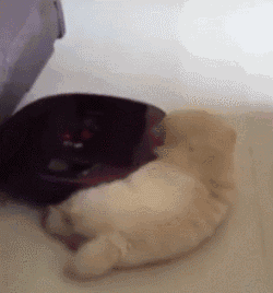 而且还整天欺负狗子呢,人家狗子还是个小孩子啊,你整天怼人家干吗.