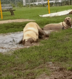 回到家乡的狗子就像脱缰的野马, 这狗我还要不要?