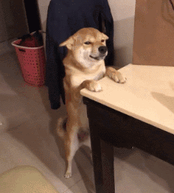 柴犬不仅以表情包著称,还有它的飞机耳!