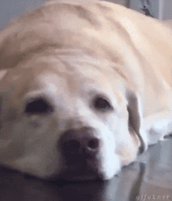 狗粮没白吃啊!狗子的使用方法都在这里了!