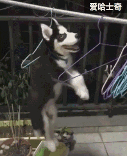 准备好了么,狗子还有30秒到达战场