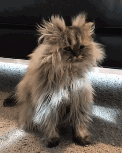 狗 狗狗 猫 猫咪 小猫 桌面 250_313 竖版 竖屏 手机 gif 动态图