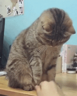 和铲屎官这样开心的玩耍,就是猫咪给你的小福利!