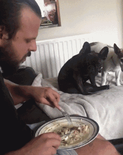 自家汪星人的搞笑瞬间,这一个个是要成精吗!