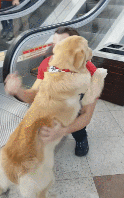 壁纸 动物 狗 狗狗 250_400 竖版 竖屏 手机 gif 动态图 动图