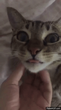猫咪
