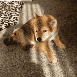 壁纸 动物 狗 狗狗 251_251 gif 动态图 动图