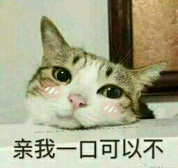 网上超火超萌猫咪表情包