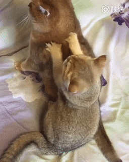 猫咪爪子一放一收给大佬按摩: 您还满意不? 加钟只要三条鱼干哦