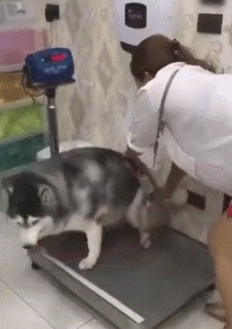 257_364竖版 竖屏gif 动态图 动图