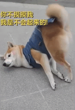 柴犬的屁股翘起半米高,摆这妖娆姿势,原因让人想笑