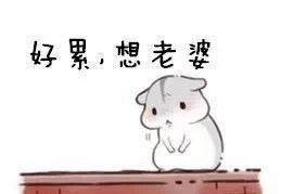 宠老婆表情包仓鼠分享展示