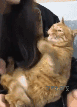 橘猫非要跟女主人亲嘴,不然就闹脾气,这是在耍流氓啊