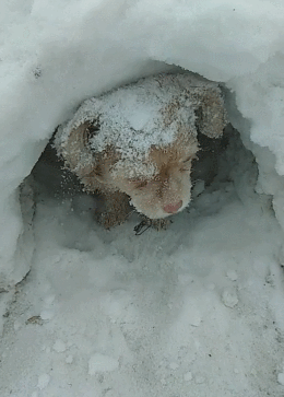 雪地里的小狗又冷又饿,仔细一瞧眼睛,有点不寻常!