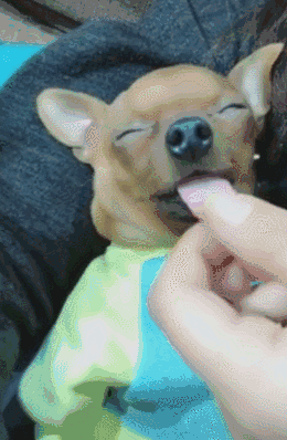 壁纸 动物 狗 狗狗 260_398 竖版 竖屏 手机 gif 动态图 动图