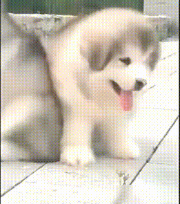 请尽情撸小时候的阿拉斯加吧,等它长大你就再也没机会