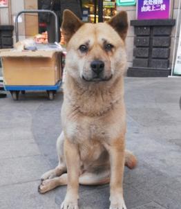 狗狗忠诚排名_忠诚的狗狗图片(3)