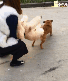宠物狗被田园犬欺负了,主人活生生的把它们扯开