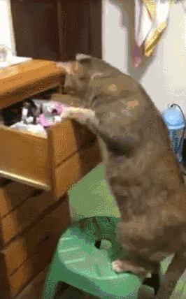 宠主家喵星人偷东西的技术太娴熟了,网友:防火防盗防猫啊!