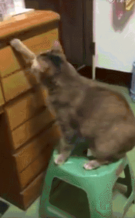 宠主家喵星人偷东西的技术太娴熟了,网友:防火防盗防猫啊!