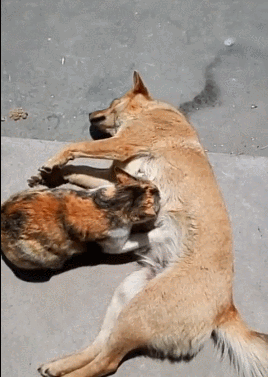 看来并非狗狗睡着,而是默认着让猫咪喝奶,估计这只猫咪就是狗狗养大