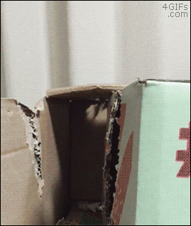 爆笑gif:小伙子,这下有点尴尬了,等着跪搓衣板吧!