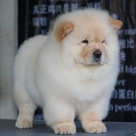 2018年最新世界十大最蠢狗狗排行版,没有最傻