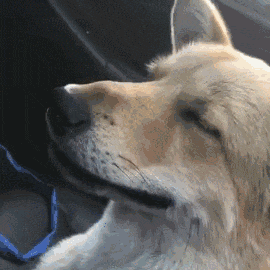 壁纸 动物 狗 狗狗 270_270 gif 动态图 动图