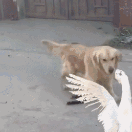 壁纸 动物 狗 狗狗 270_270 gif 动态图 动图