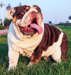 2018年最新世界十大最蠢狗狗排行版,没有最傻