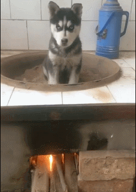 壁纸 动物 狗 狗狗 270_382 竖版 竖屏 手机 gif 动态图 动图