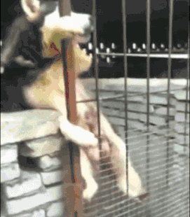 哈士奇逃狱败北被困,疼的哭爹喊娘,这肯定是狗生中最难忘的教训