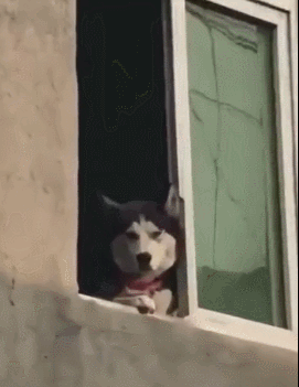 邻居家帅哥结婚,二哈探脸凑热闹,汪:可惜新娘不是我!