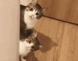 歪头杀是在卖萌? 喵星人: 铲屎的麻烦你清醒一点!