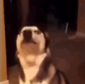 你的耳朵已经老老实实承认了你的所作所为了好吧 连柯基这种大耳朵的