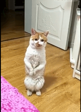 猫咪走路像练蛤蟆功,还会双脚站立,被称:西毒小喵喵