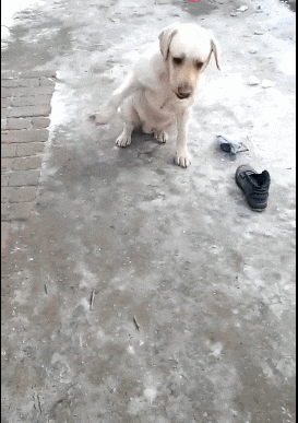 壁纸 动物 狗 狗狗 273_387 竖版 竖屏 手机 gif 动态图 动图
