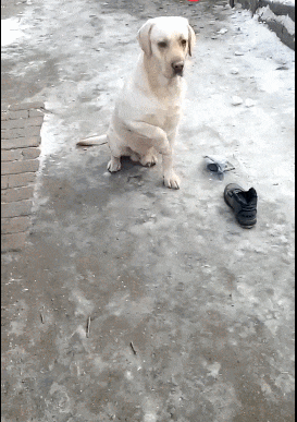 壁纸 动物 狗 狗狗 273_387 竖版 竖屏 手机 gif 动态图 动图