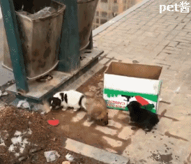 垃圾桶旁有3只弃养的奶狗,行人都摇了摇头,直到一个老